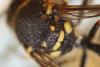 Eumenes sp.
